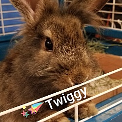 Photo of Twiggy