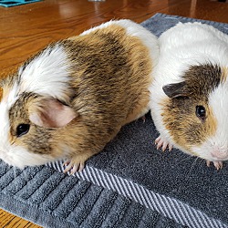 Thumbnail photo of Bubble and Squeak #4