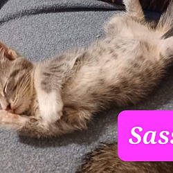 Photo of Sassafras
