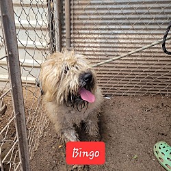 Photo of Bingo