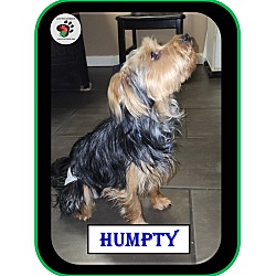 Thumbnail photo of Humpty #2