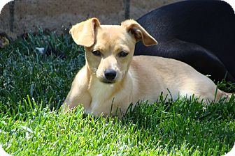 blonde jack russell terrier