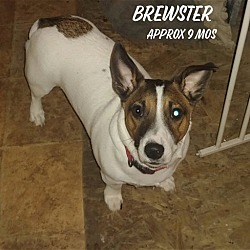 Thumbnail photo of Brewster / Henry DD #2