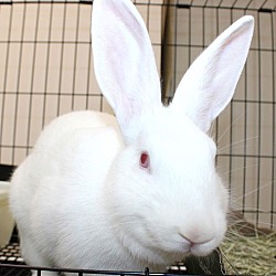 Thumbnail photo of 44540 - Cinna-bun #1