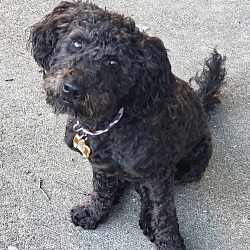 Thumbnail photo of Cleo (Mini Labradoodle Puppy) #4