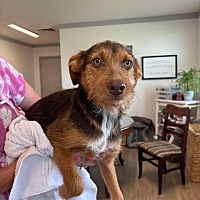 adopt a pet