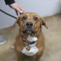 adopt a pet