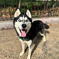 adopt a pet