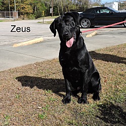 Thumbnail photo of Zeus #3