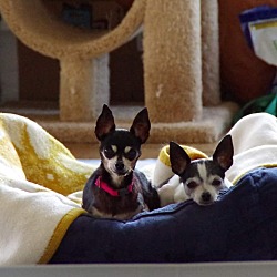 Thumbnail photo of Molly and Dolly (bonded pair) #2