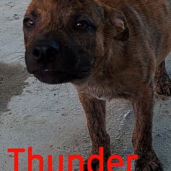 Photo of Thunder