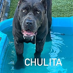 Photo of Chulita