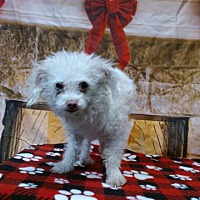 toy poodle for sale inland empire