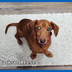 Thumbnail photo of JacksonReese #4