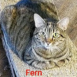 Thumbnail photo of Fern #2