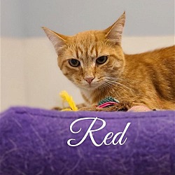 Photo of Red