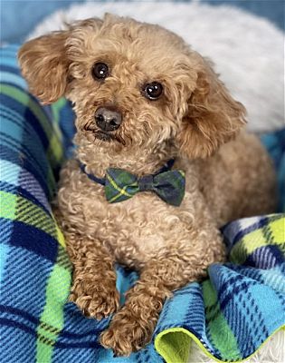 Poodles For Adoption In Show Low Az Adopt 20050700256 ~ Poodle Rescue ~ Tucson, Az