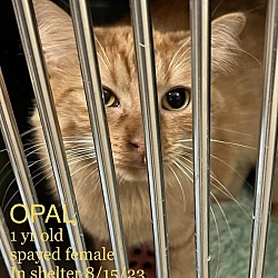Thumbnail photo of Opal #3