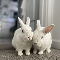 Thumbnail photo of Rabbit DeNiro and Hopson #4
