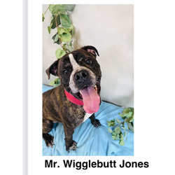 Thumbnail photo of Mr. Wigglebutt Jones #2