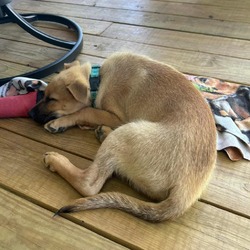 Photo of Warren Litter 1 of 5 - Toby