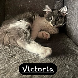 Thumbnail photo of Victoria #1