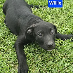 Thumbnail photo of Willie #4