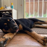 adopt a pet