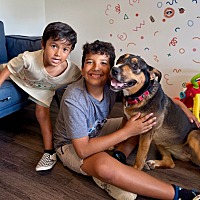 adopt a pet