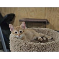 adopt-pet