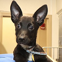 adopt a pet