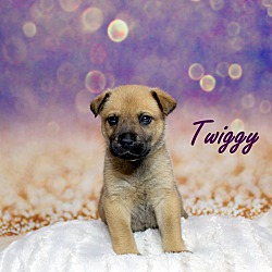 Thumbnail photo of Twiggy ~ meet me! #1