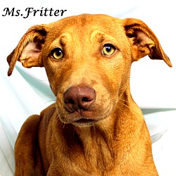 Thumbnail photo of Ms.Fritter~adopted! #1