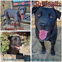 Photo of Russell
