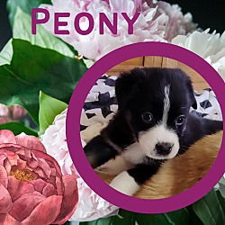 Photo of Peony