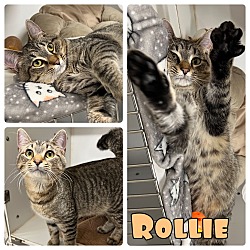 Photo of Rollie