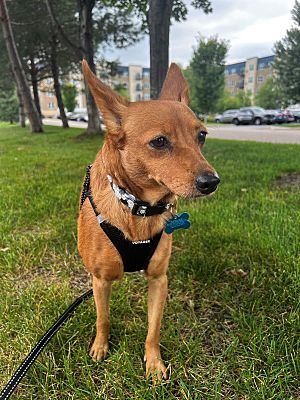 Minneapolis, MN - Chihuahua/Miniature Pinscher. Meet Isabel a Pet for ...