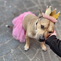 adopt a pet