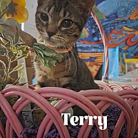 adopt a pet