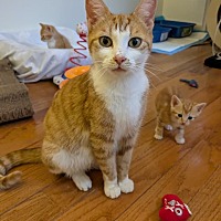 adopt a pet