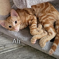 adopt a pet
