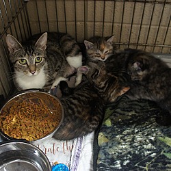 Thumbnail photo of Gracie and 4 kittens #1