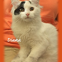 Thumbnail photo of Diana #1