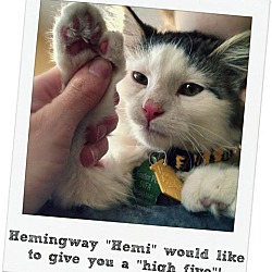 Thumbnail photo of Hemingway "Hemi" #4