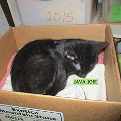 Thumbnail photo of Java Joie-adopted 2-20-20 #3