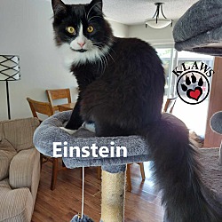 Thumbnail photo of Einstein #2