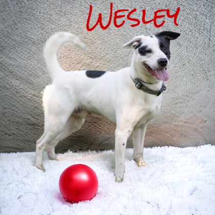 Photo of Wesley