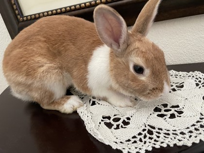 Photo of Peter Rabbit