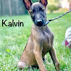 Thumbnail photo of Kalvin #1