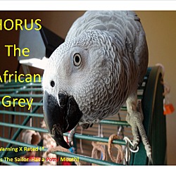 Photo of Hilarious Horus - African Grey